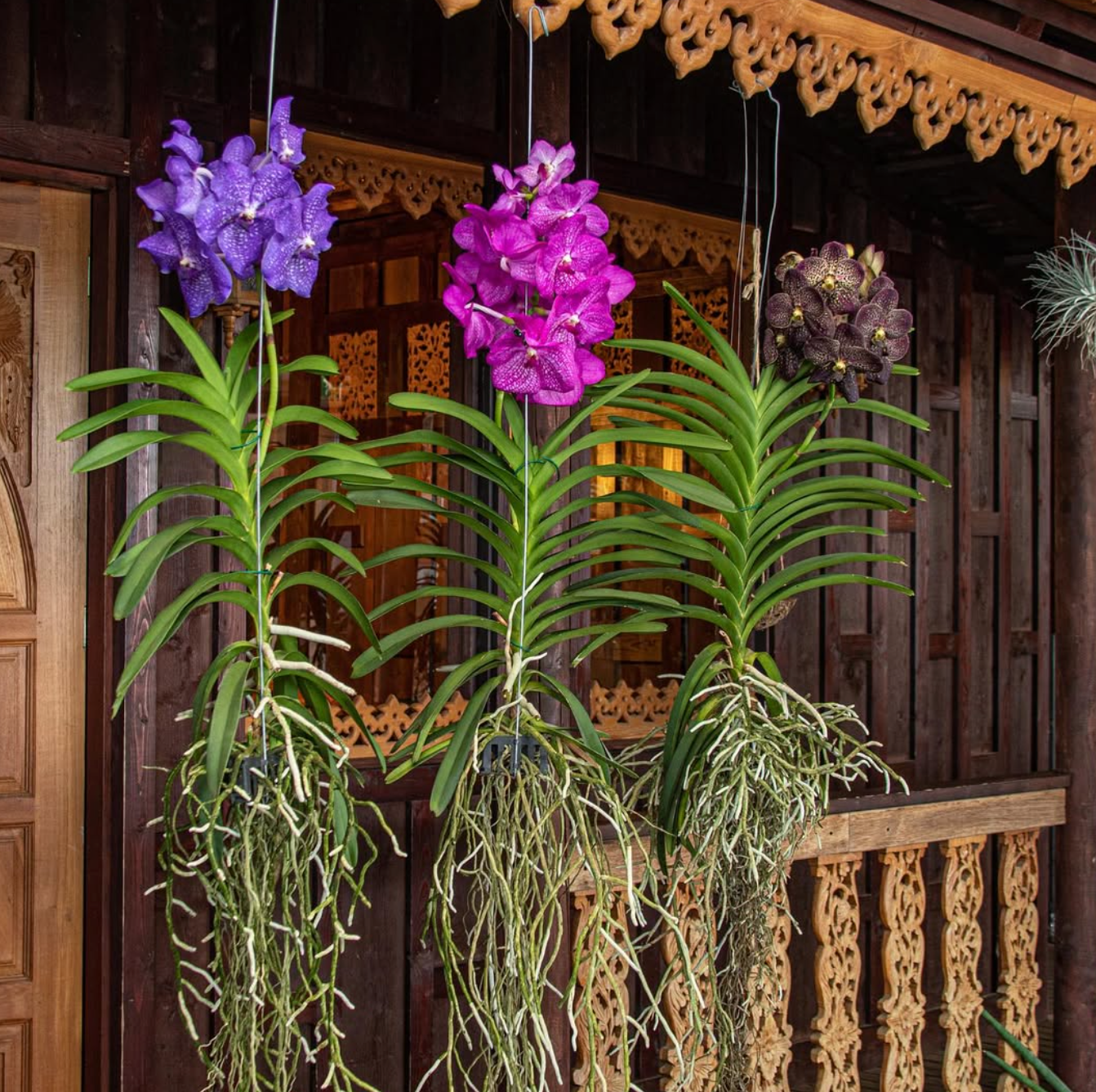 Vanda