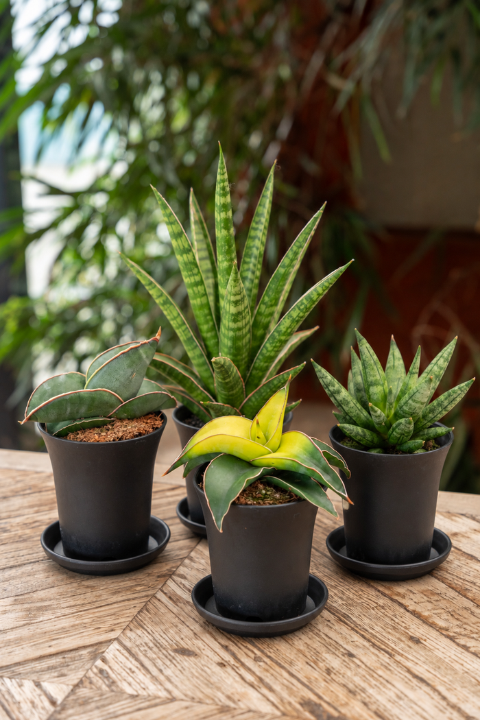 Sansevieria