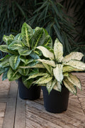 Aglaonema