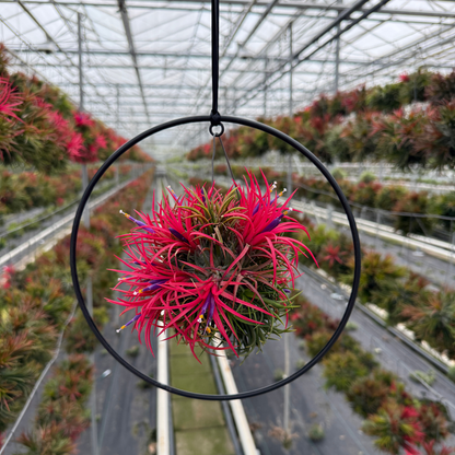 Tillandsia Spikey bloeiend XL Cirkelring