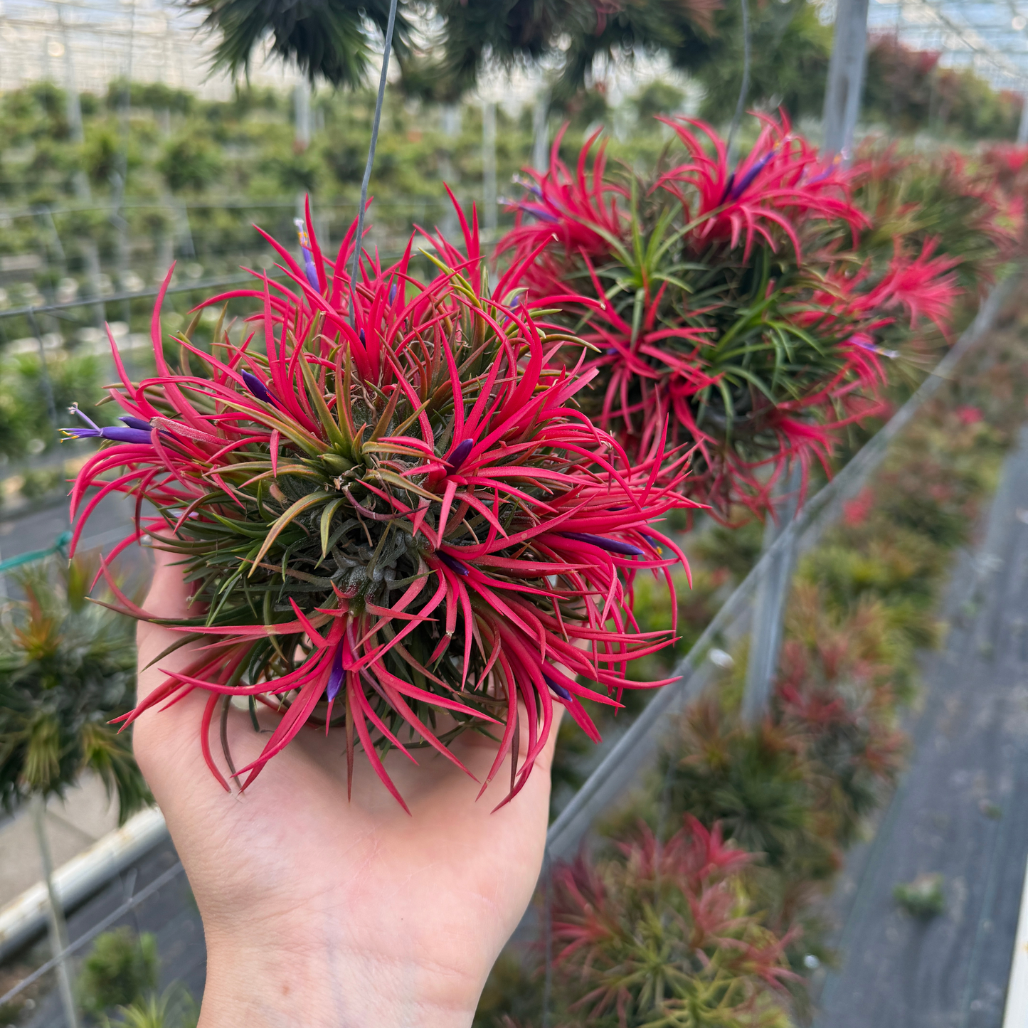 Tillandsia Spikey bloeiend XL Cirkelring