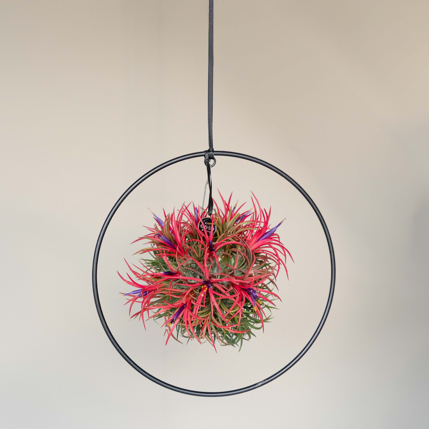 Tillandsia Spikey bloeiend XL Cirkelring