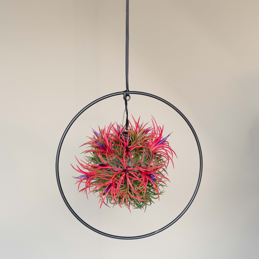 Tillandsia Spikey bloeiend XL Cirkelring