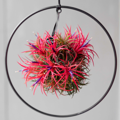 Tillandsia Spikey bloeiend XL Cirkelring