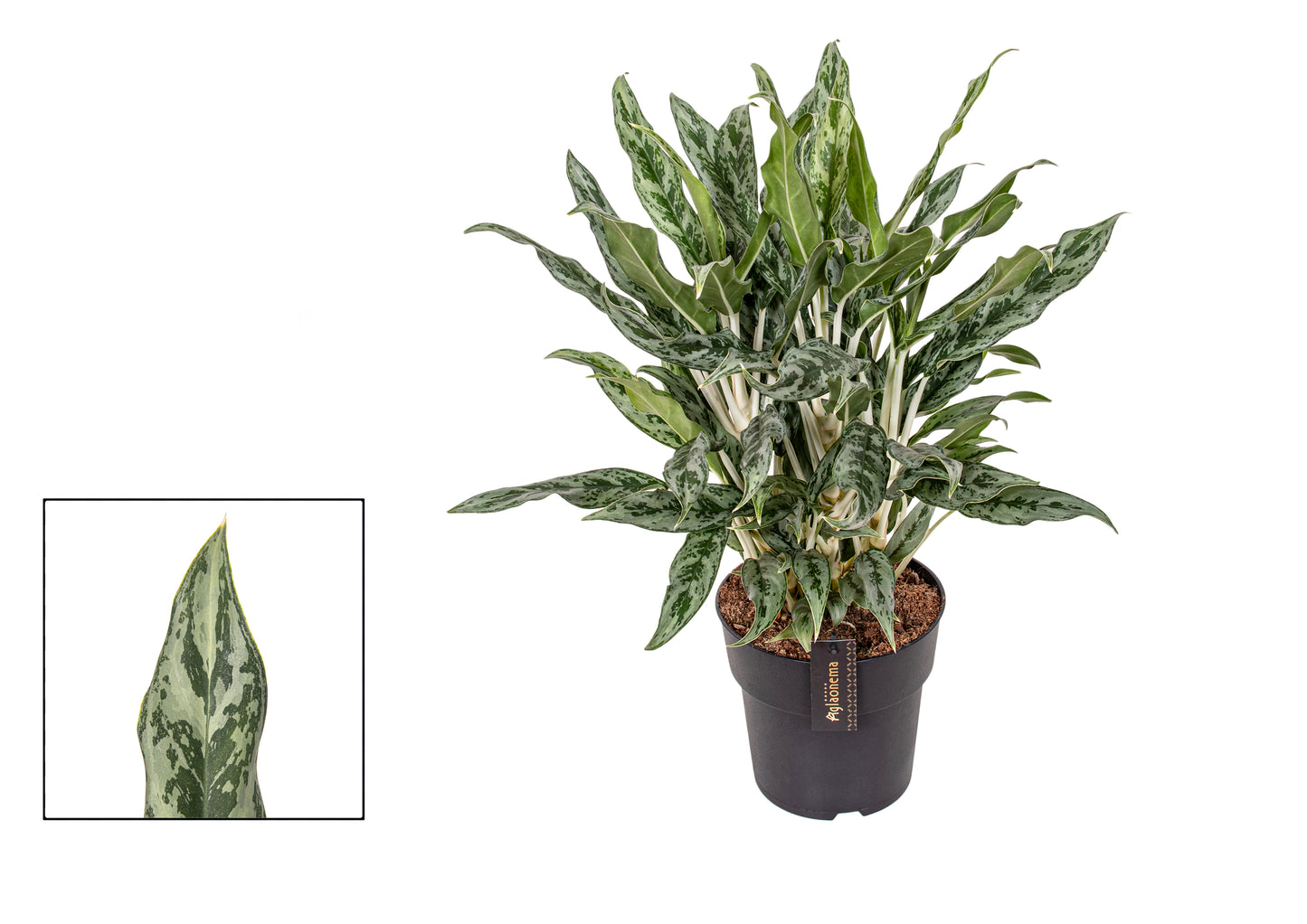 Aglaonema Greyhound