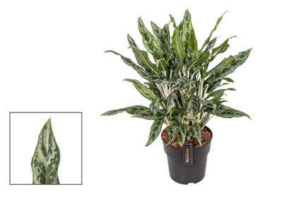 Aglaonema Greyhound