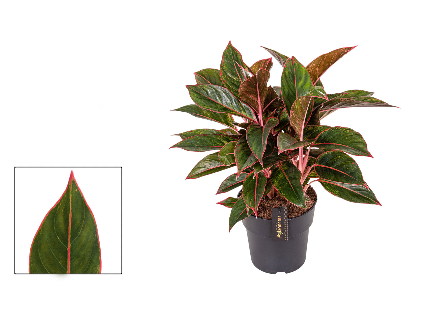 Aglaonema Jungle red