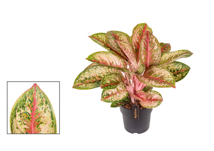 Aglaonema Painted Celebration