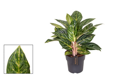 Aglaonema Peach Pearl