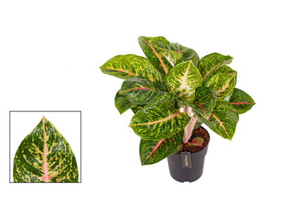 Aglaonema Spring red