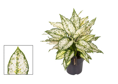Aglaonema White Kiwi