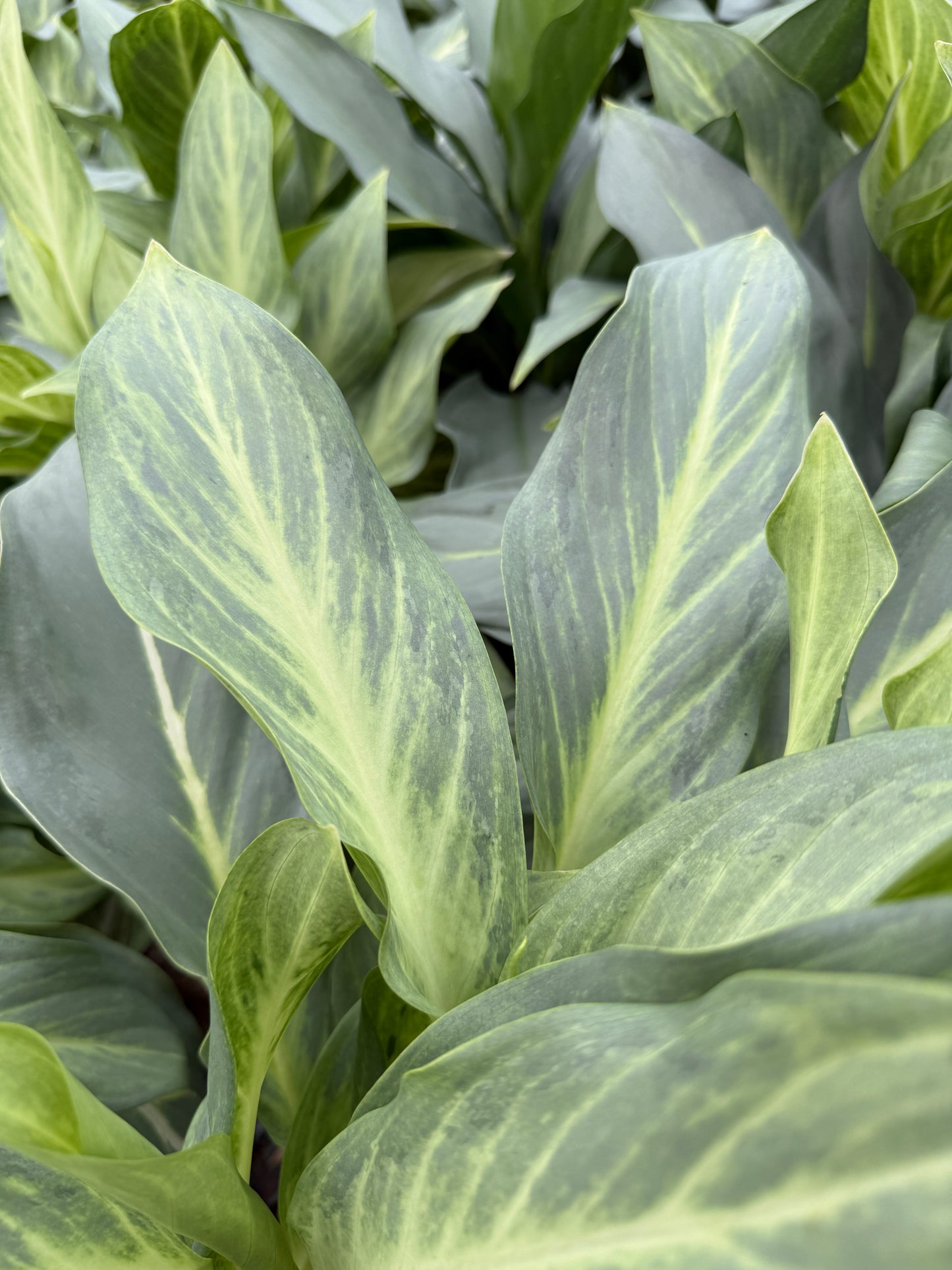 Aglaonema Aqua green