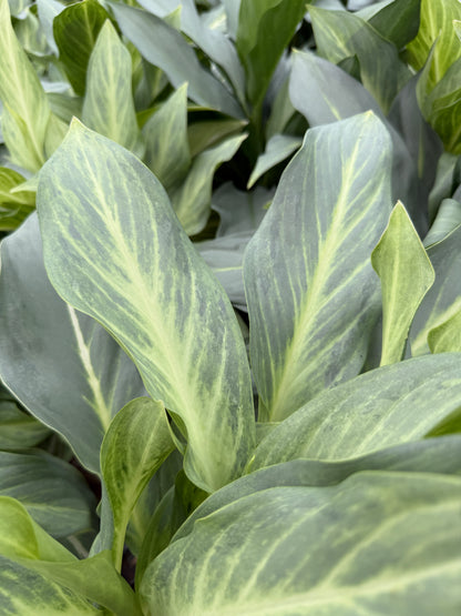 Aglaonema Aqua green