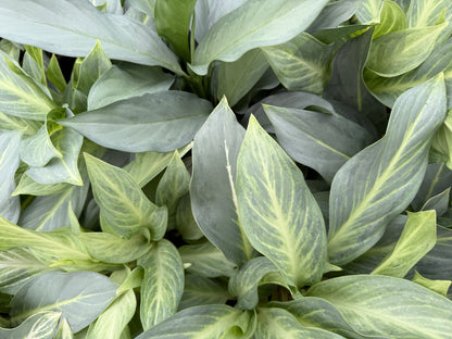 Aglaonema Aqua green