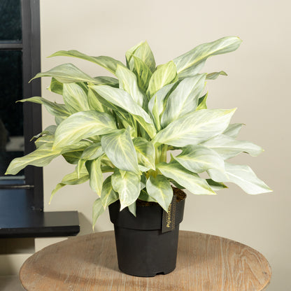 Aglaonema Aqua green