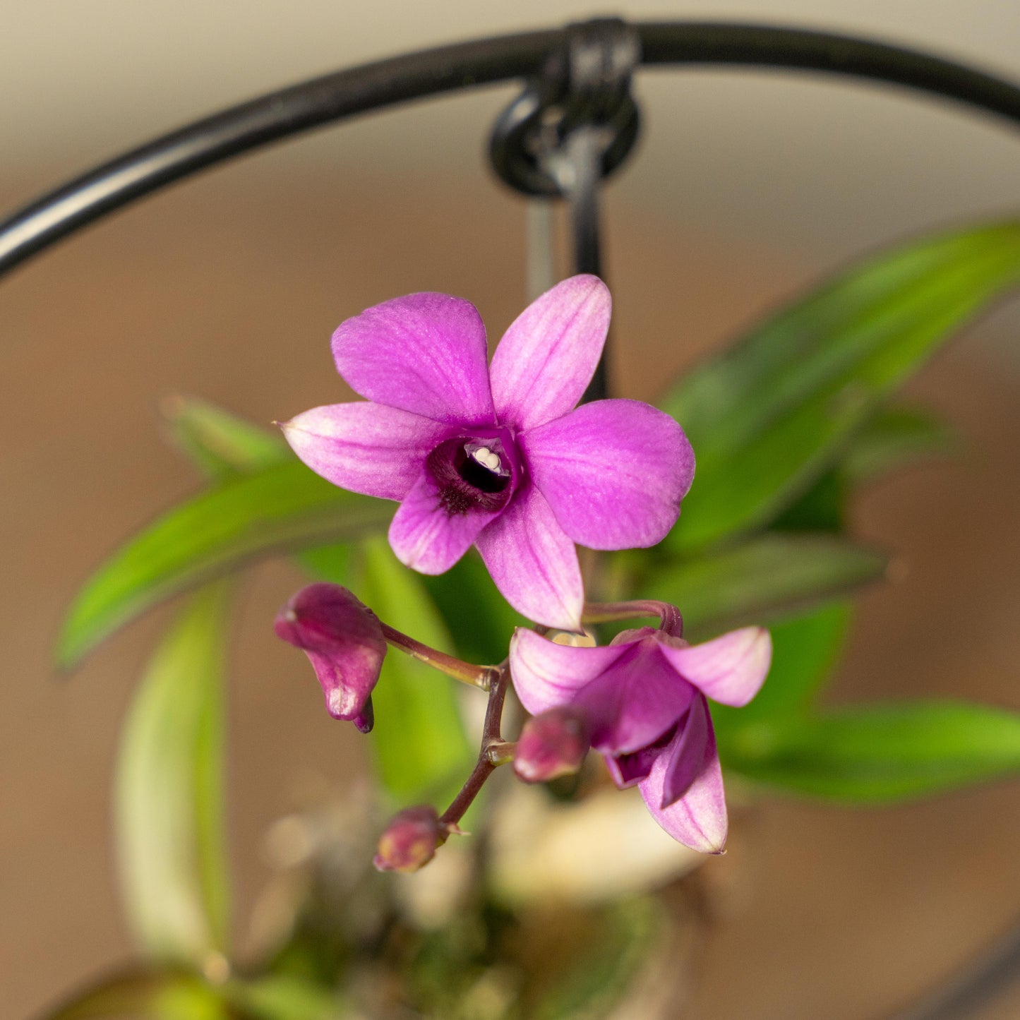 Bloem Dendrobium orchidee paars close up