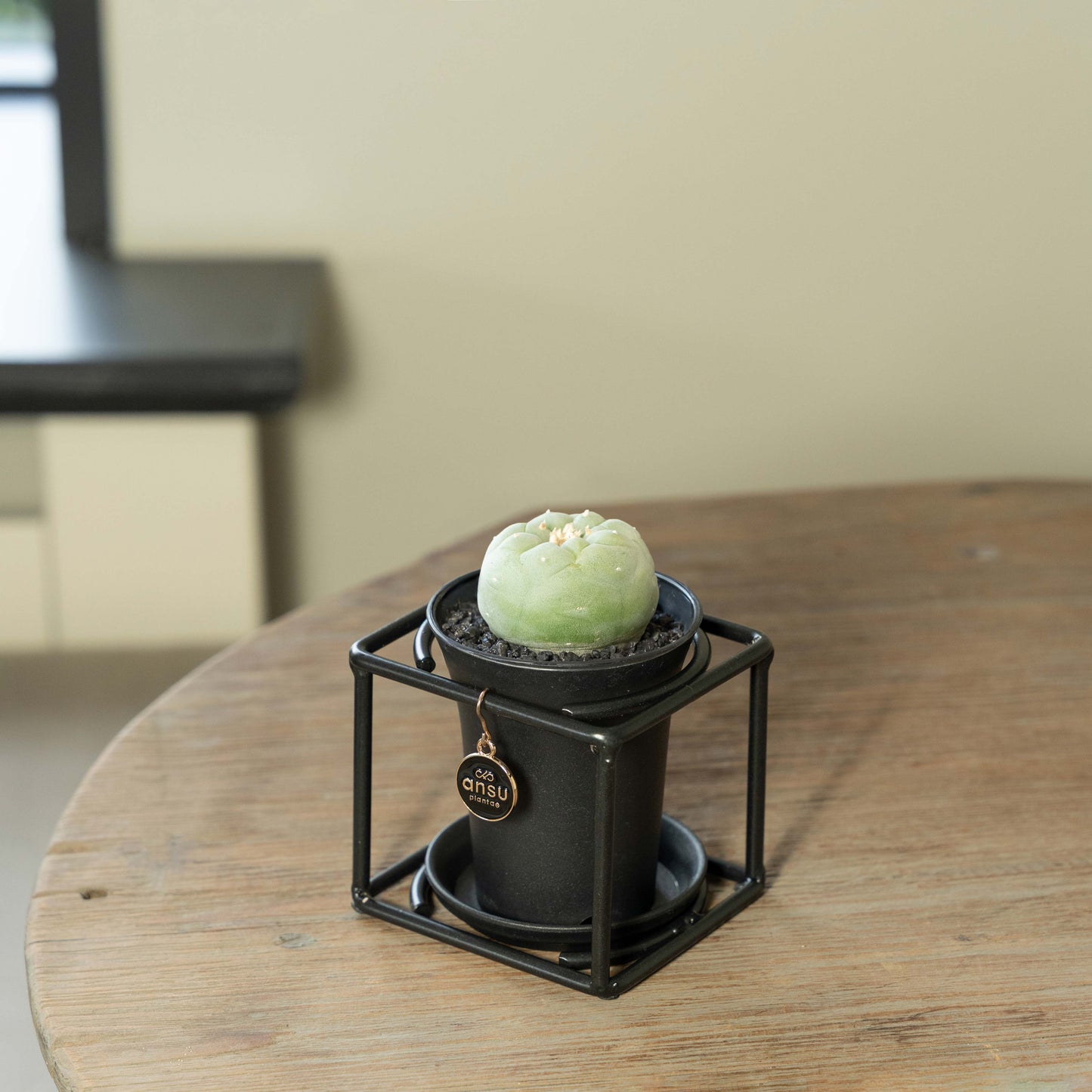 Cactus Lophophora Fricci op tafel