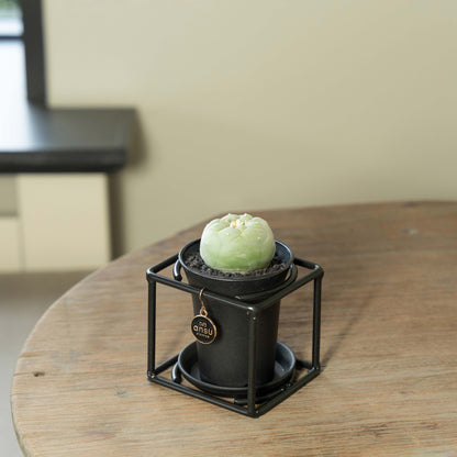 Cactus Lophophora Fricci op tafel