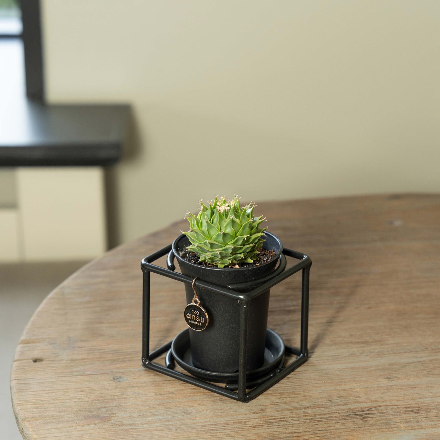 Cactus Obregonia Denegrii op tafel