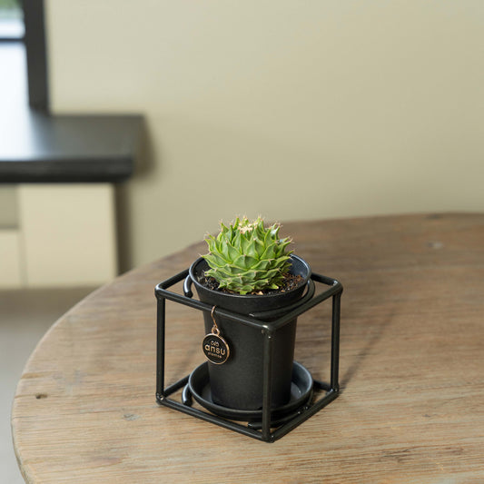 Cactus Obregonia Denegrii op tafel