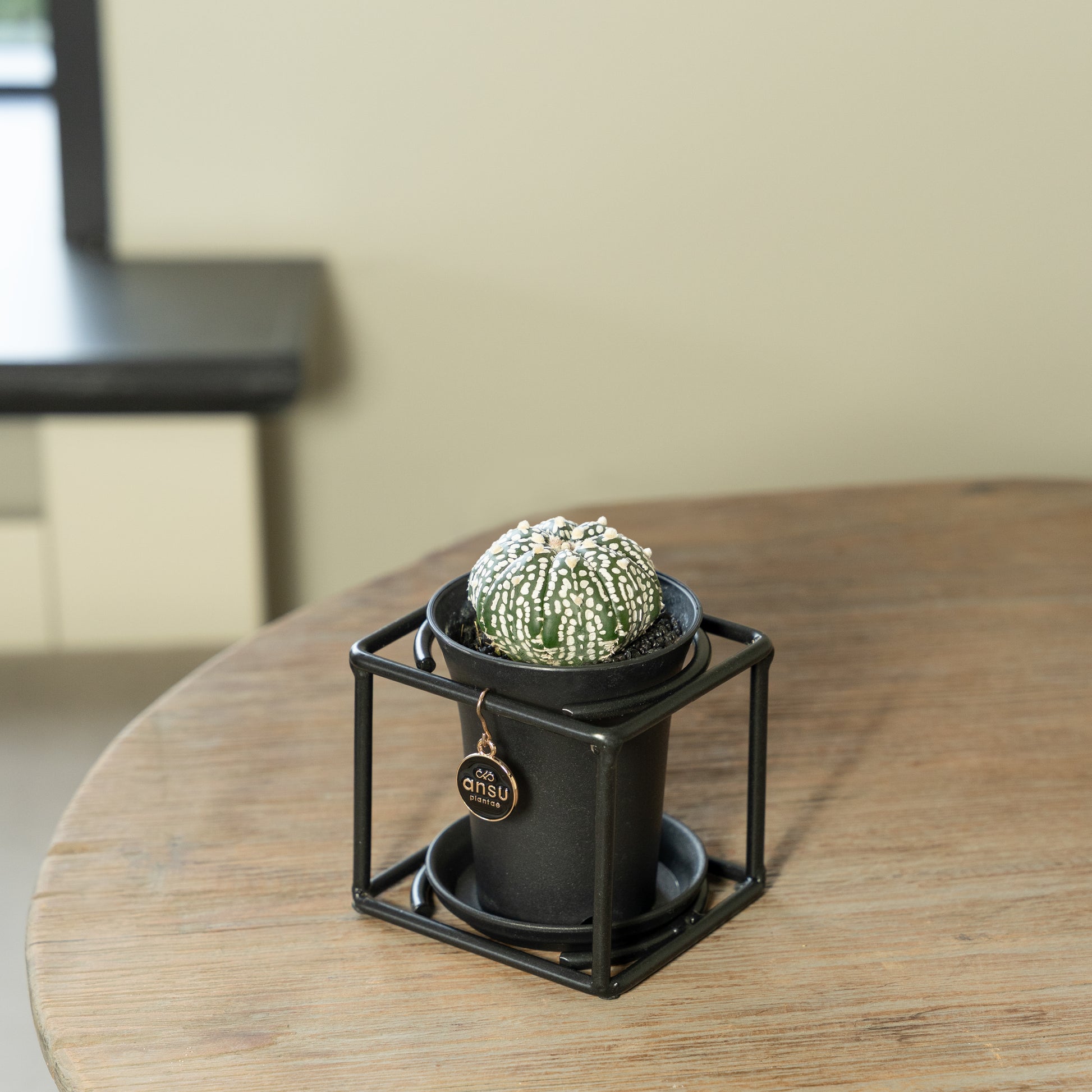 Cactus in zwart rekje