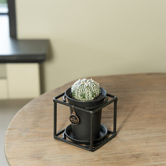 Cactus in zwart rekje