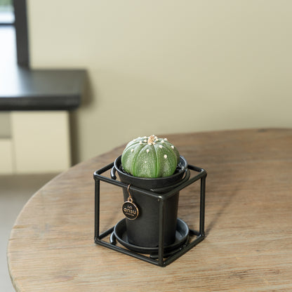 Cactus in zwart rekje