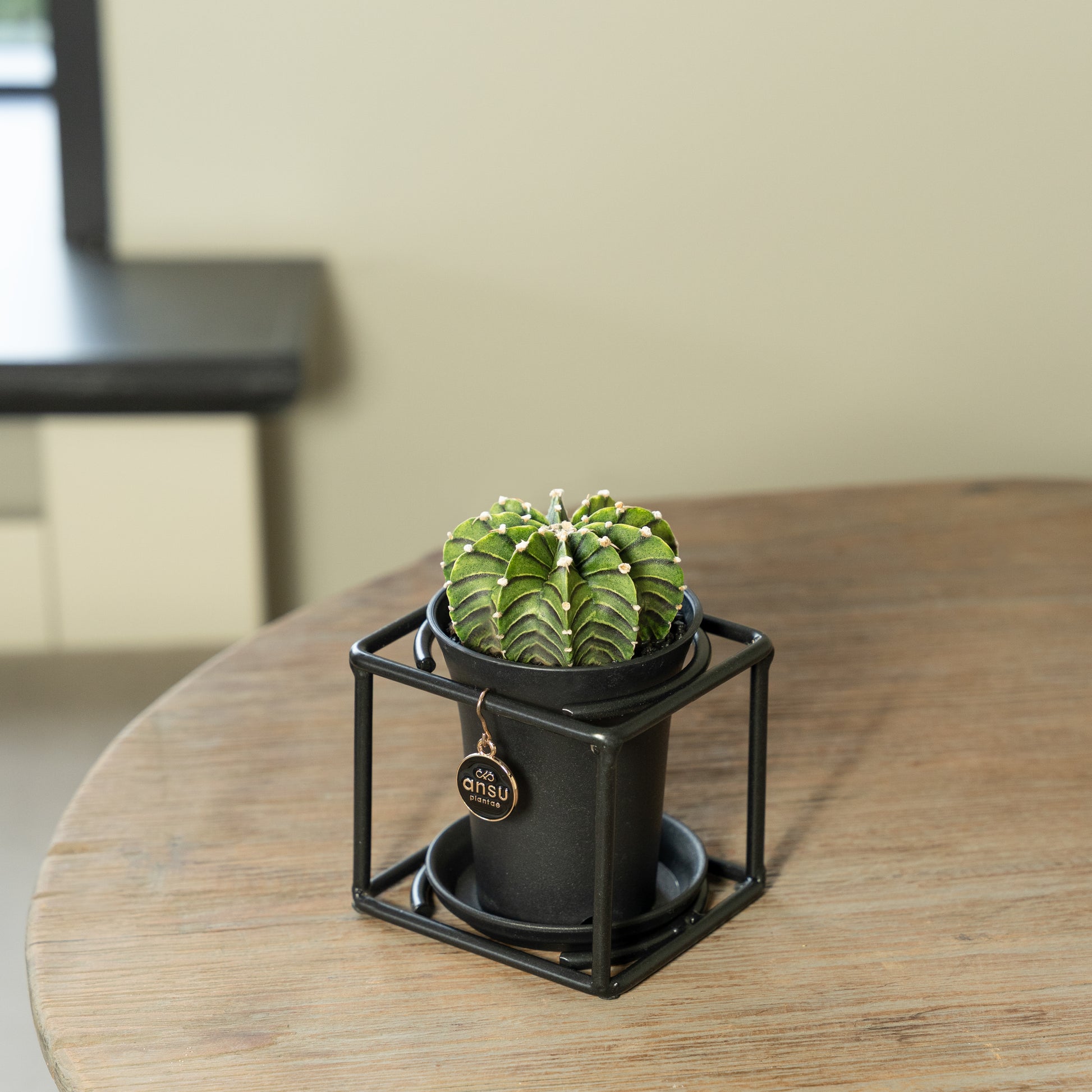 Cactus in zwart rekje