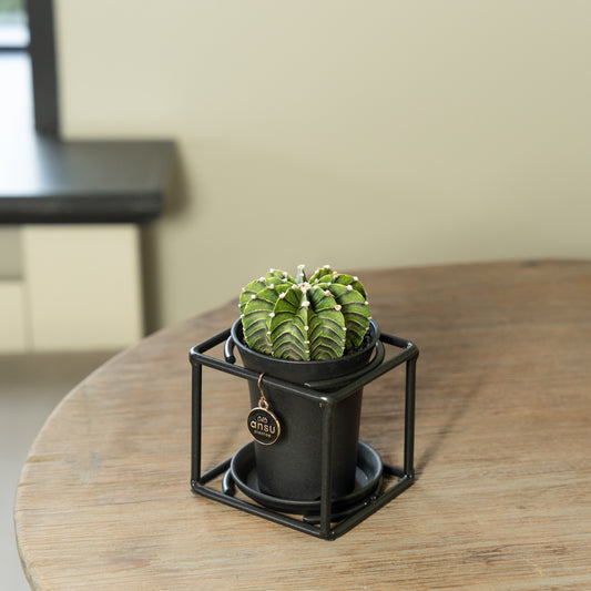 Cactus in zwart rekje