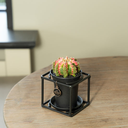 Cactus in zwart rekje