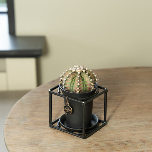 Cactus in zwart rekje