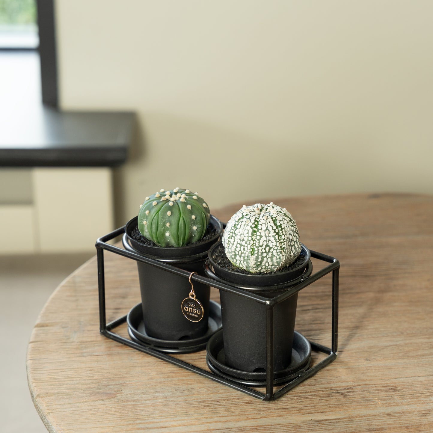 Cactus duo rekje op tafel met 2 asterias soorten