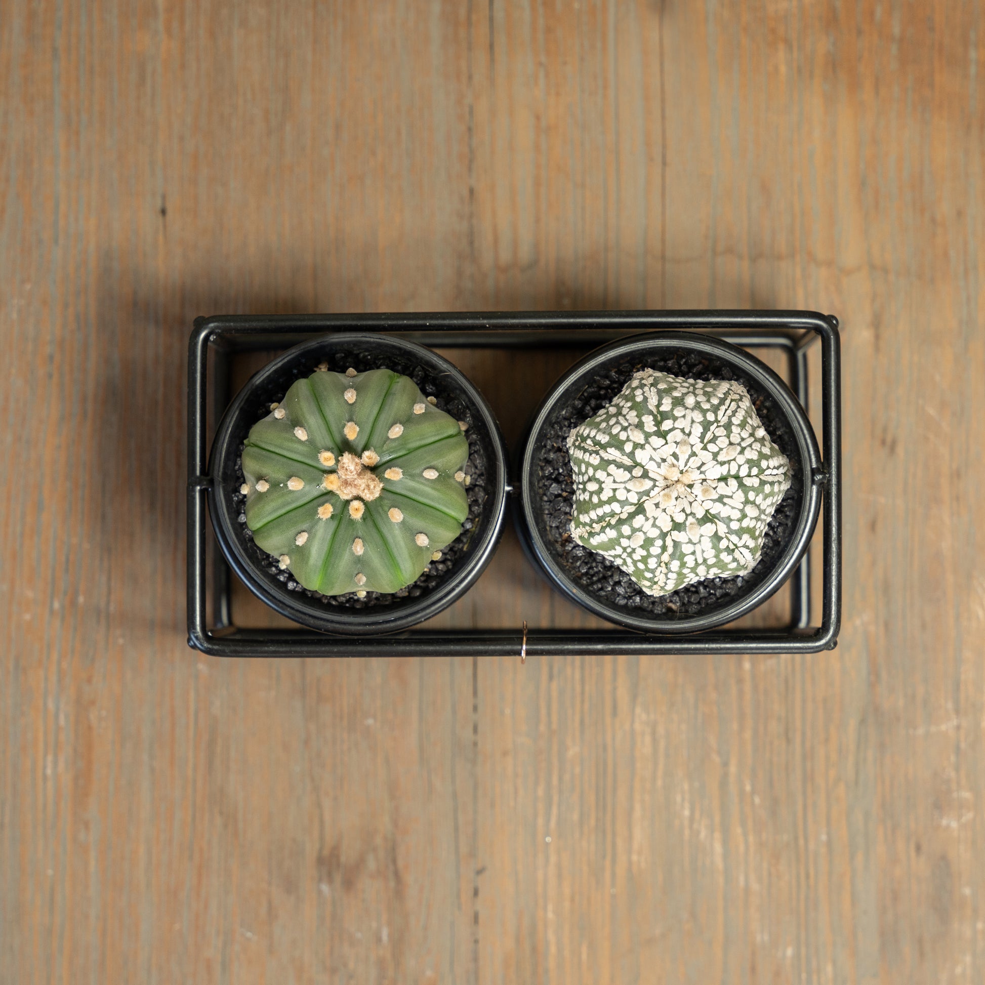 Boven aanzicht cactus duo rekje met asterias soorten