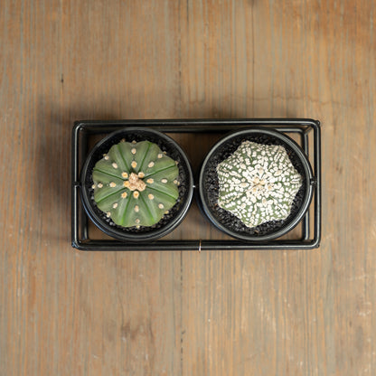 Boven aanzicht cactus duo rekje met asterias soorten