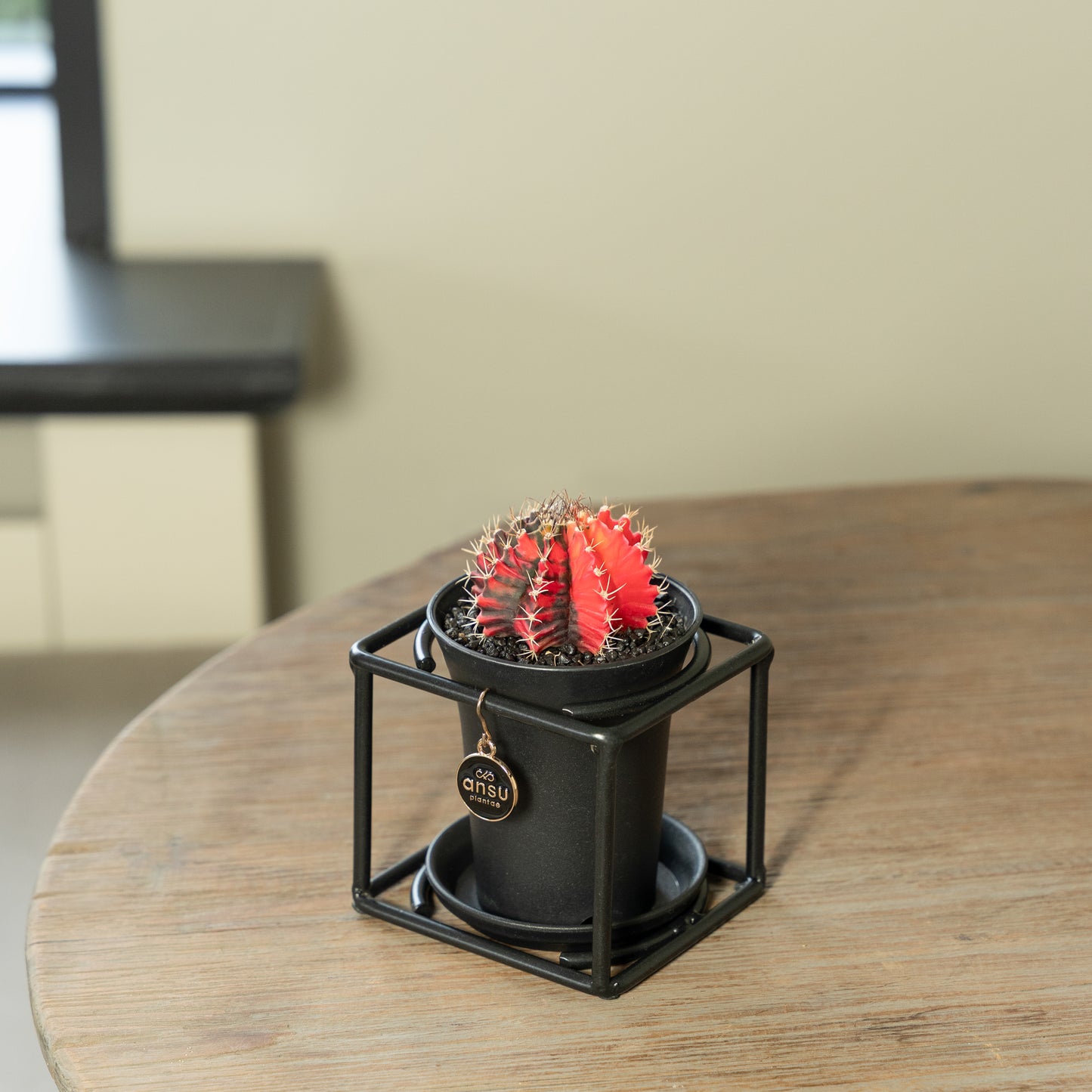 Cactus in zwart rekje