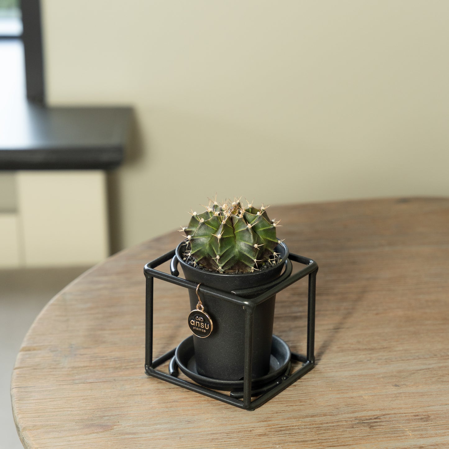 Cactus in zwart rekje