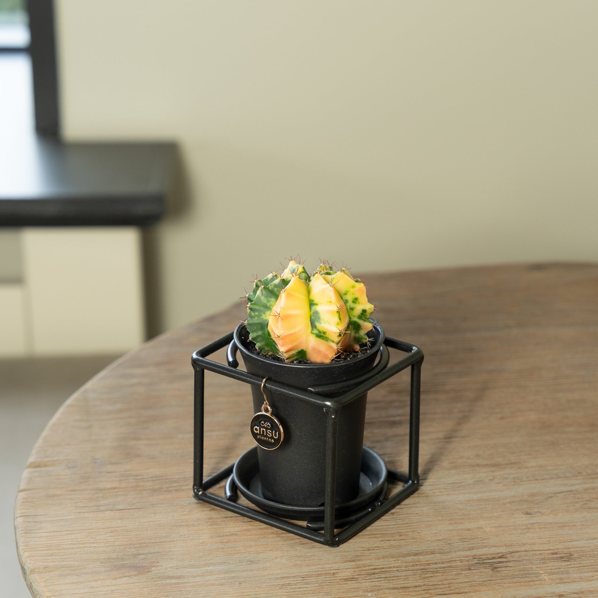 Cactus variegated Yellow in single frame op tafel