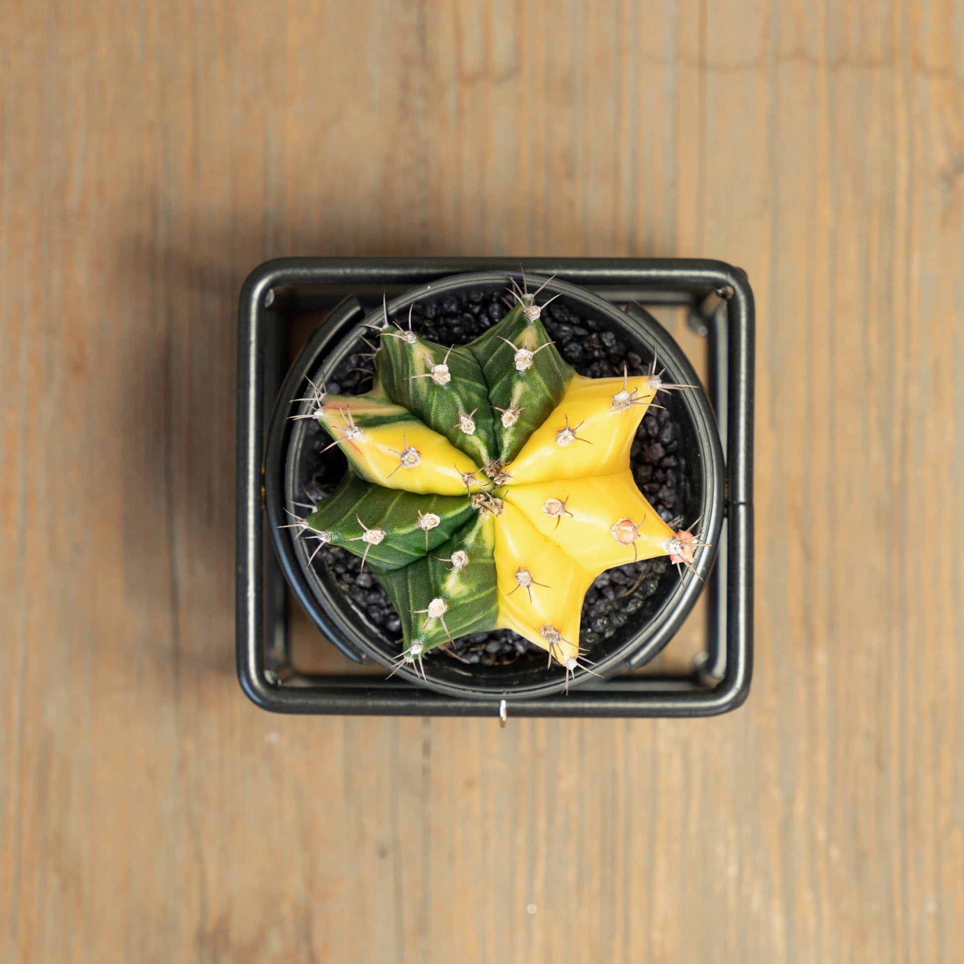 Cactus variegated Yellow in single frame bovenaanzicht