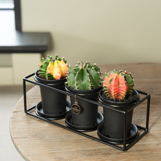 Cactussen in trio rekje op tafel met 3 verschillende cactussen