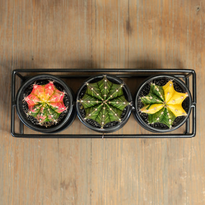 Cactussen in trio rekje boven aanzicht op tafel met 3 verschillende cactussen