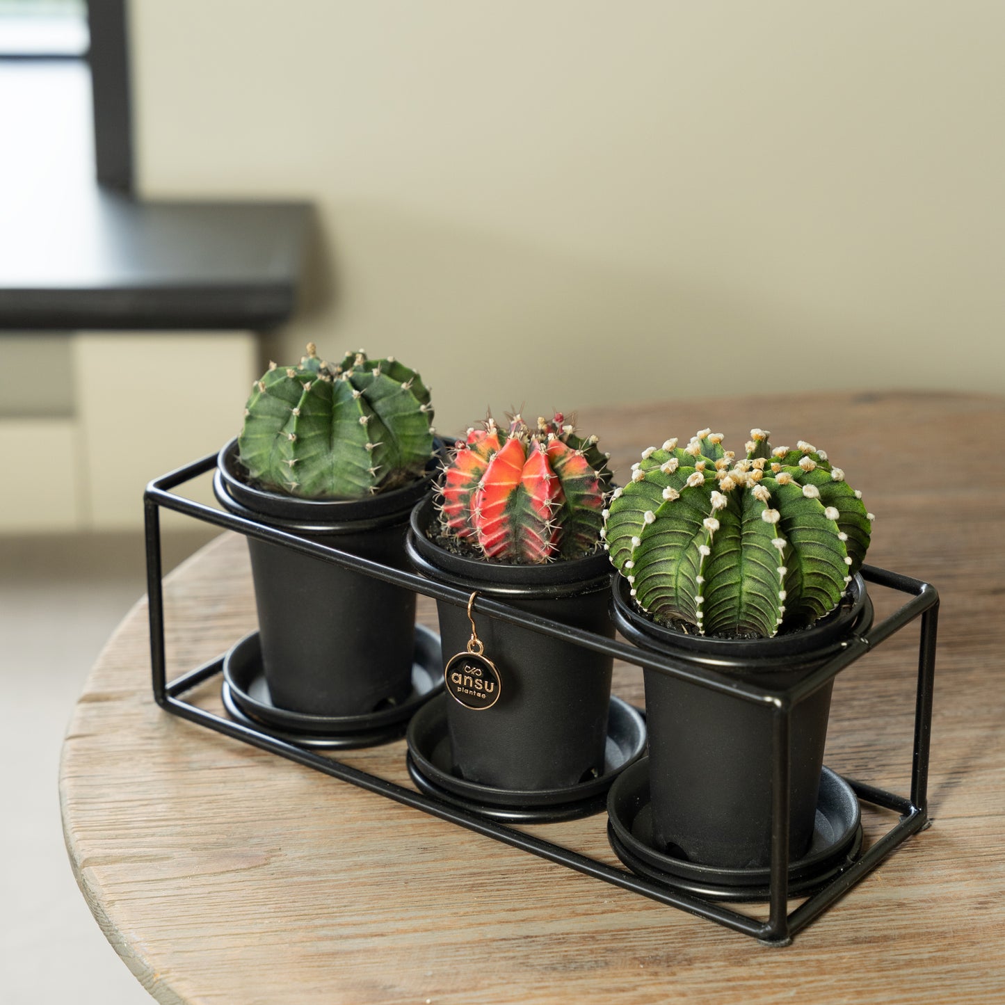Cactussen in trio rekje op tafel