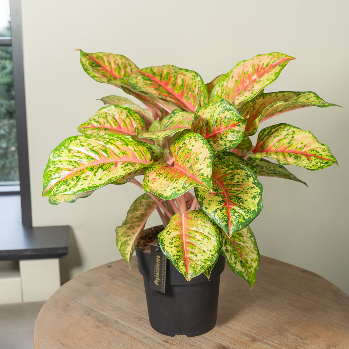 Aglaonema Carnival Queen