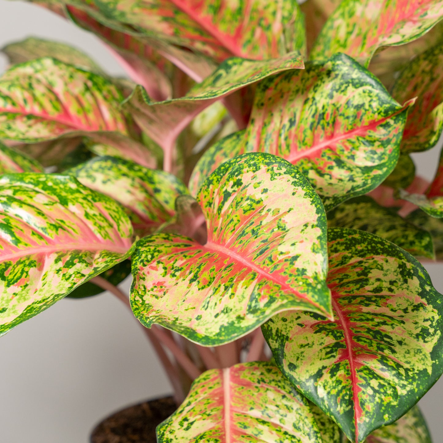 Aglaonema Carnival Queen