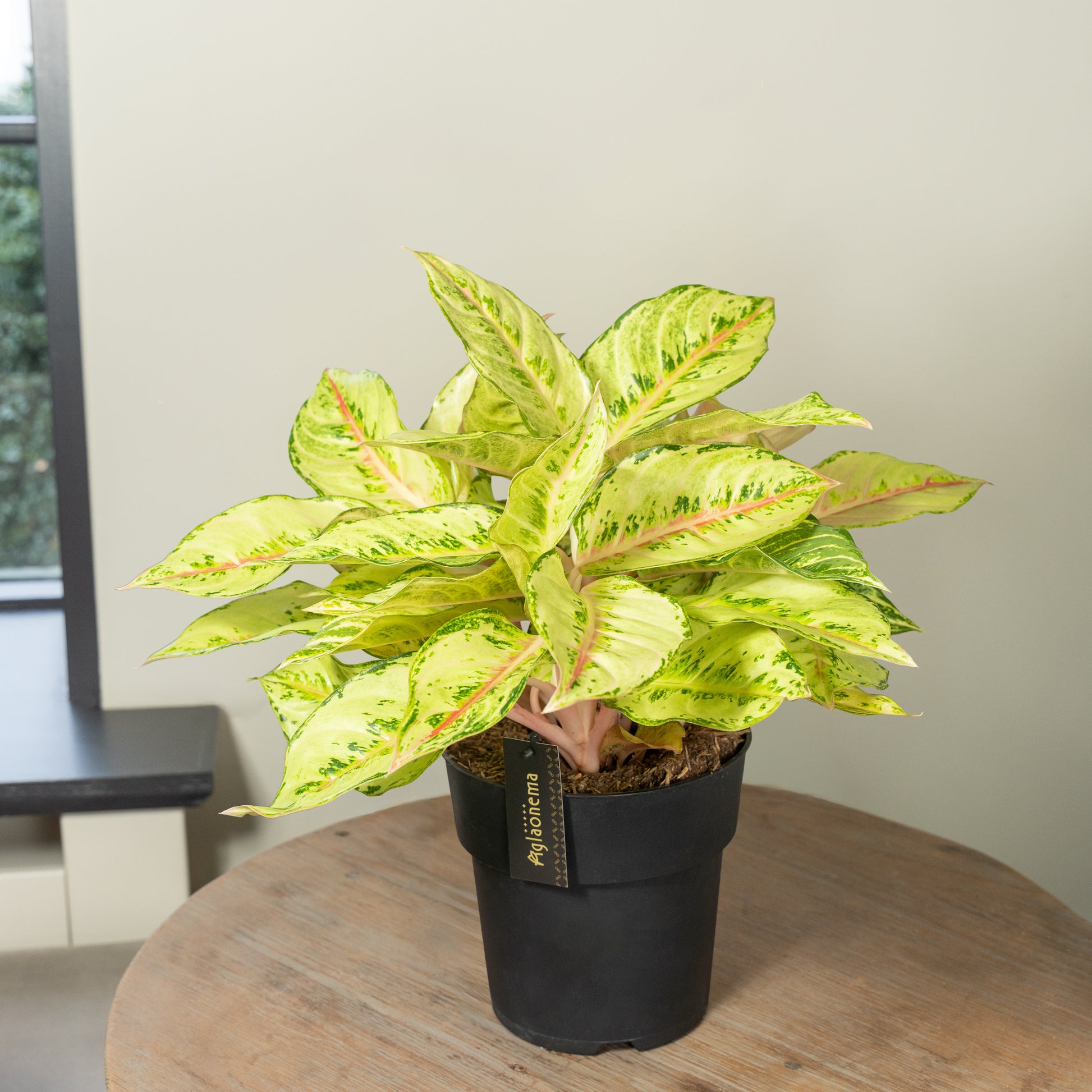 Chartreuse Pretty kamerplant