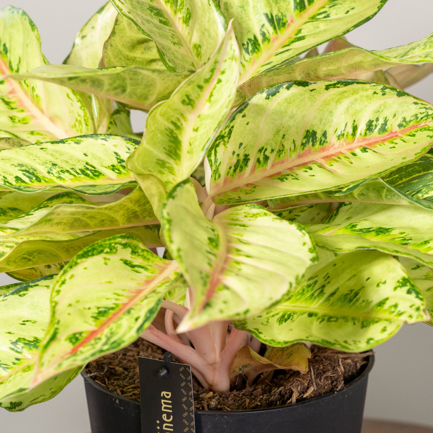 Aglaonema Chartreuse Pretty