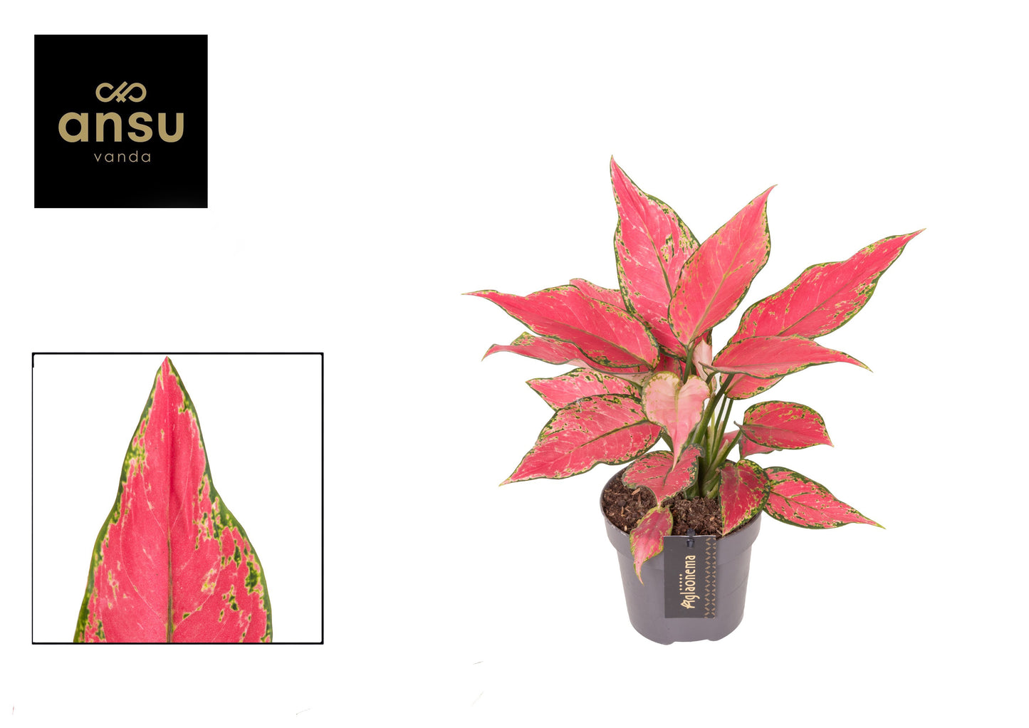 Aglaonema Cherry Baby