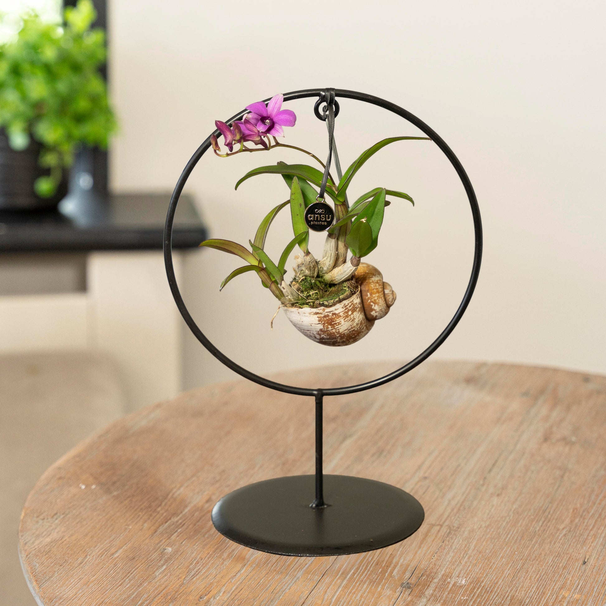 Orchidee Dendrobium Shelly paars in rekje op tafel