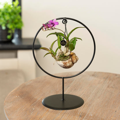 Orchidee Dendrobium Shelly paars in rekje op tafel