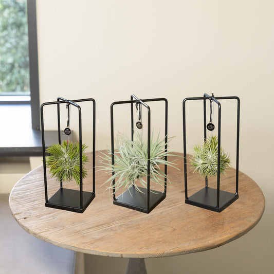 Tillandsia Small Bundel