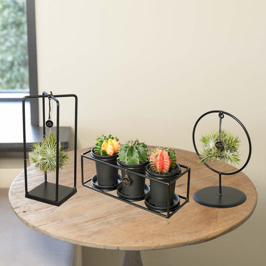 Tillandsia Cactus Family Bundel